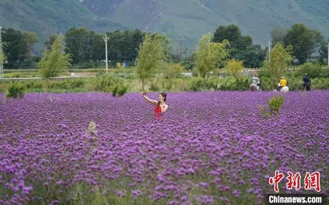 种植玫瑰前景如何_致富经视频玫瑰花种植_种植玫瑰花赚钱吗