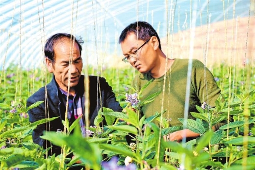 致富人参种植方法视频_人参种植致富方法_致富人参种植方法有哪些