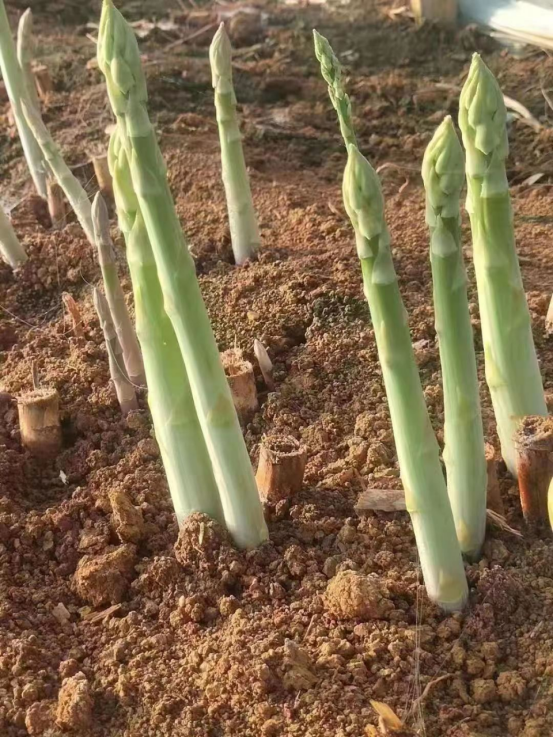 致富经芦笋种植视频_致富经 种植芦笋_芦笋种植赚钱吗