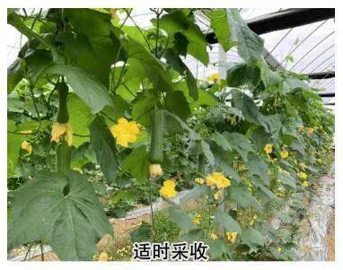 种植丝瓜技术大全图解_种植丝瓜的技术_大丝瓜种植技术