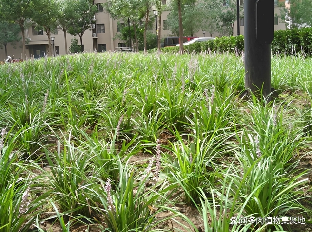 麦冬草种植栽培技术_麦冬草的种植技术_麦冬草种植视频