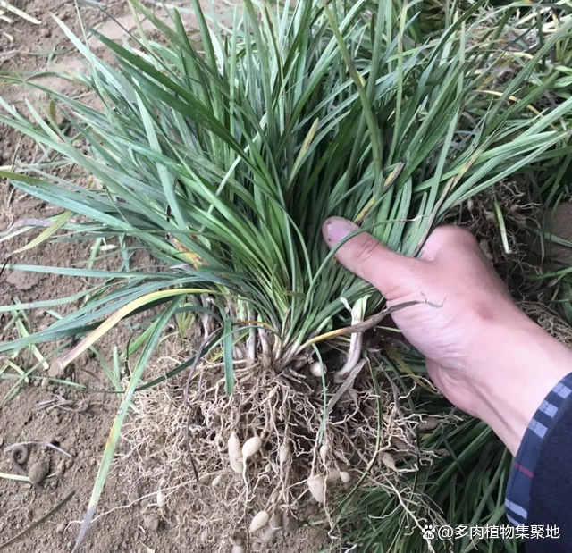 麦冬草种植视频_麦冬草的种植技术_麦冬草种植栽培技术