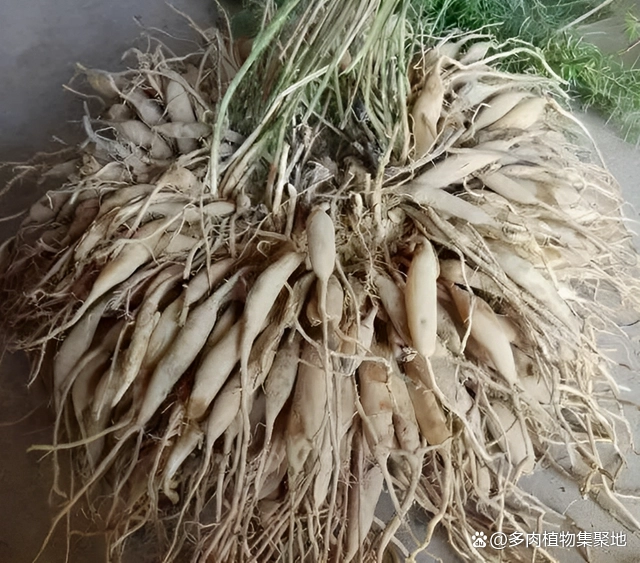 麦冬草种植栽培技术_麦冬草的种植技术_麦冬草种植视频