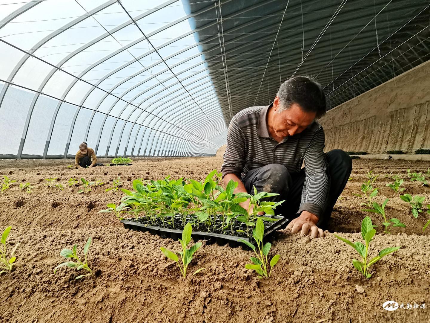 致富人参种植方法视频_致富人参种植方法图片_人参种植致富方法