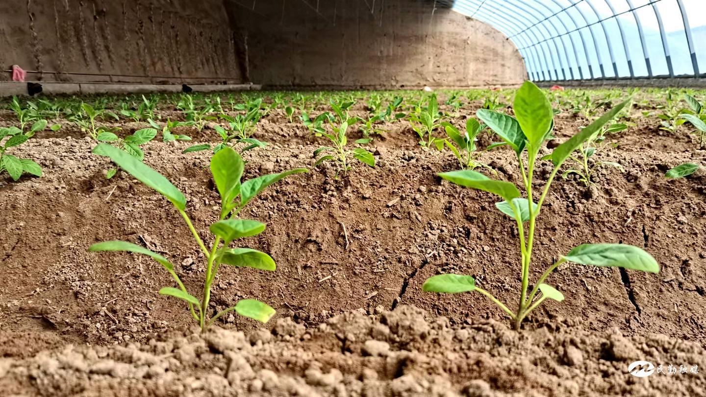 人参种植致富方法_致富人参种植方法图片_致富人参种植方法视频