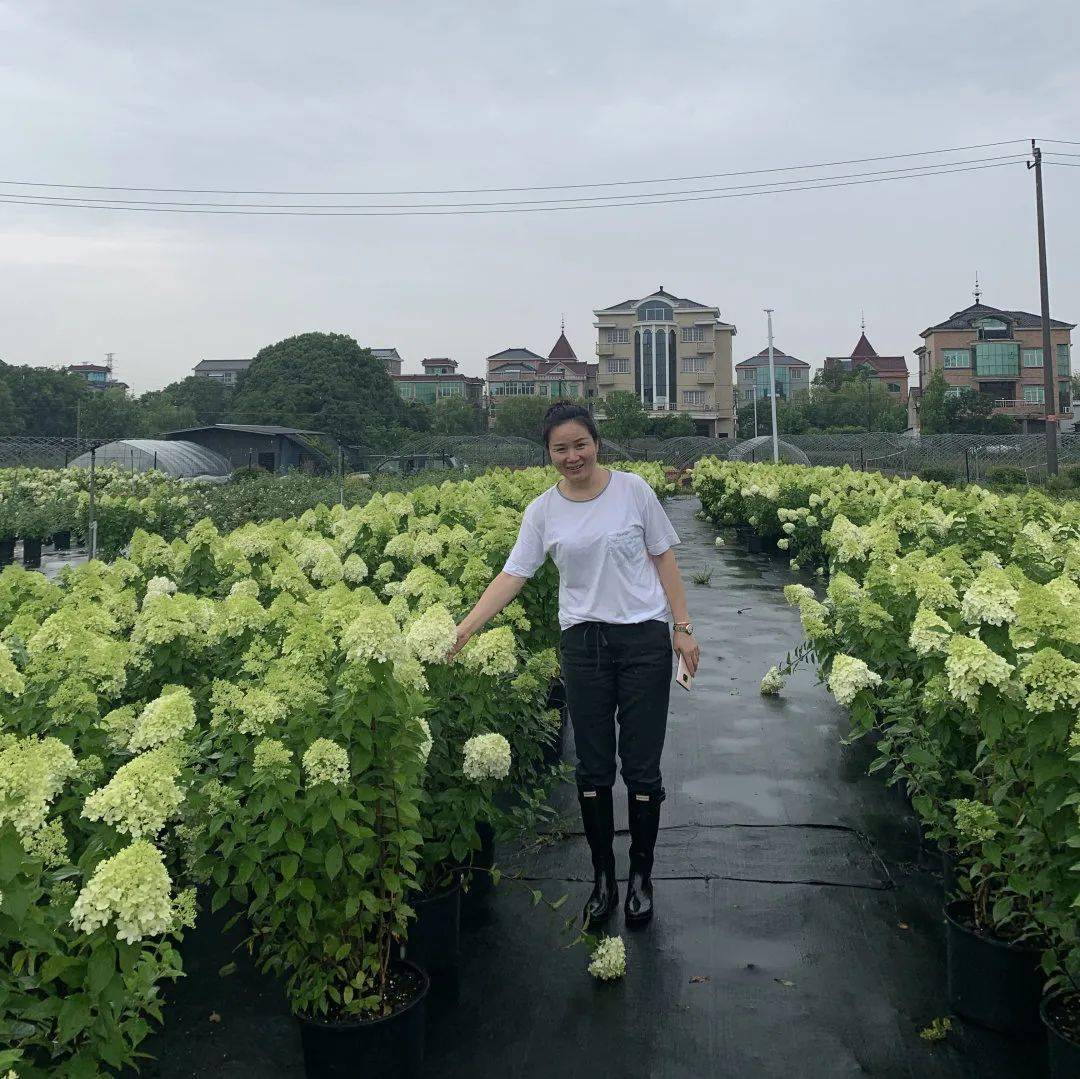 致富经浙江蓝莓_致富经蓝莓种植成亿万_浙江蓝莓基地