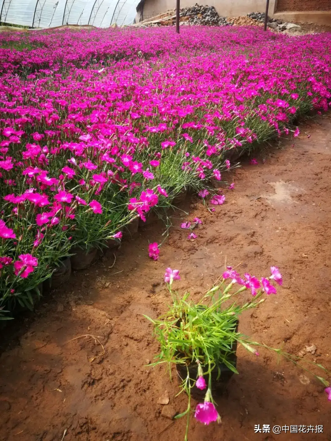 假期基地“赏花海”，花农自嘲销售惨况，要不要再种成难题