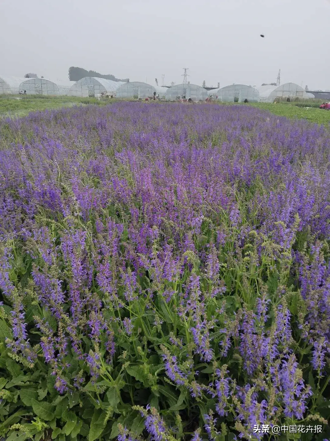 村民种植黑皮冬瓜致富_种植佛甲草致富吗_白领种植蘑菇致富