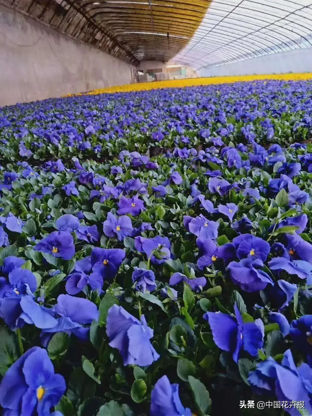 种植佛甲草致富吗_村民种植黑皮冬瓜致富_白领种植蘑菇致富