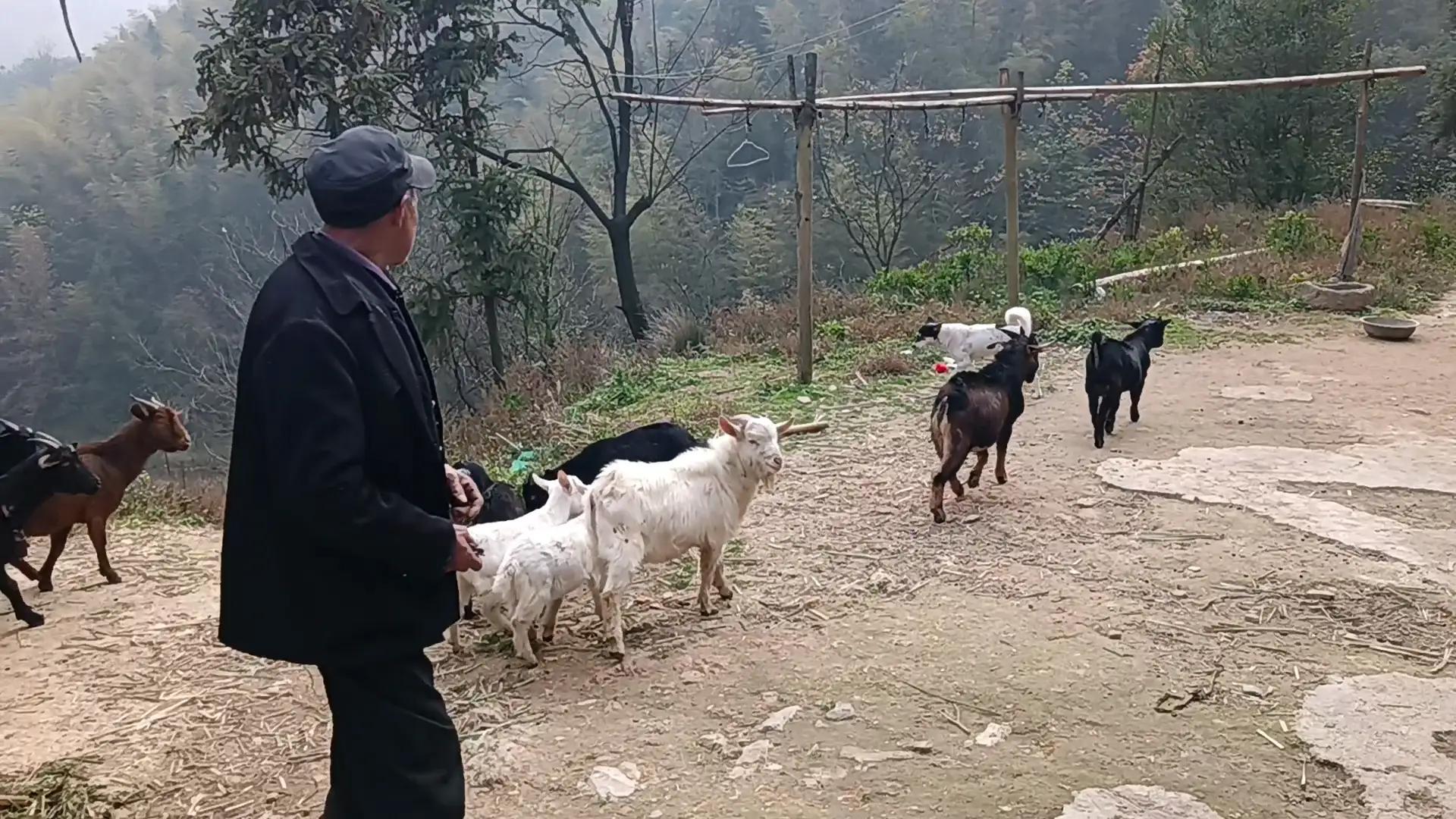 山区养殖致富项目_山区养殖业什么最赚钱农村_山区养殖业