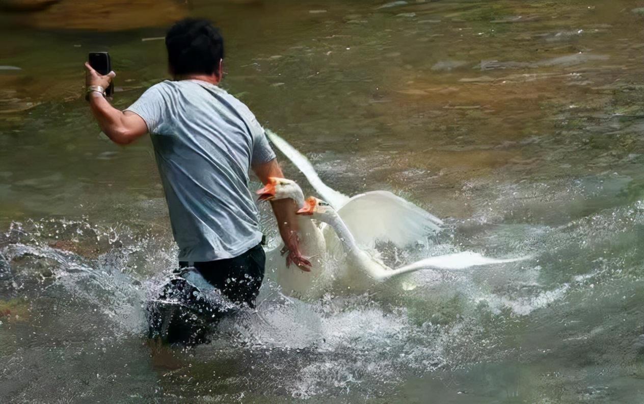 致富项目养鸡_养殖各种鸡致富_养殖鸡致富经