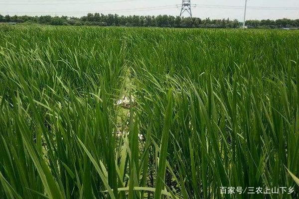 种植茭白技术视频_种植茭白技术_种植茭白技术与管理