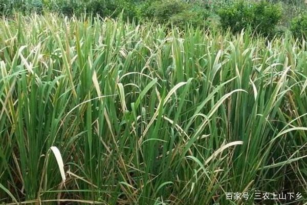 种植茭白技术_种植茭白技术视频_种植茭白技术与管理