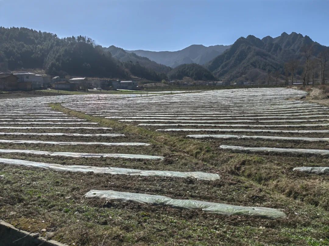 致富经 种植芦笋_致富种植芦笋视频_芦笋种植赚钱吗