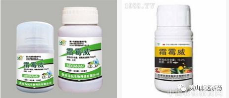 菊花种植前景和利润_农业种植致富项目菊花种植_种植致富菊花农业项目介绍