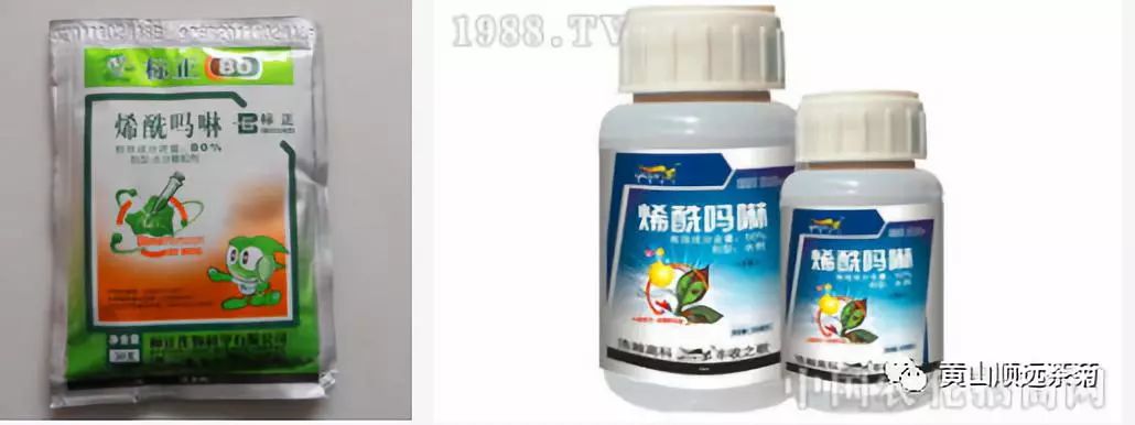 农业种植致富项目菊花种植_种植致富菊花农业项目介绍_菊花种植前景和利润