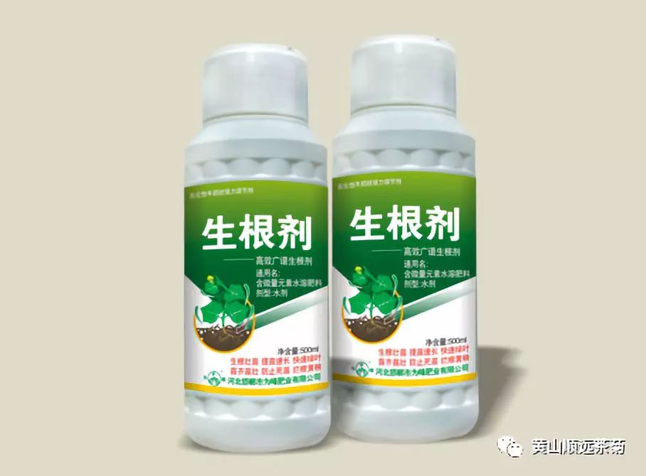菊花种植前景和利润_种植致富菊花农业项目介绍_农业种植致富项目菊花种植