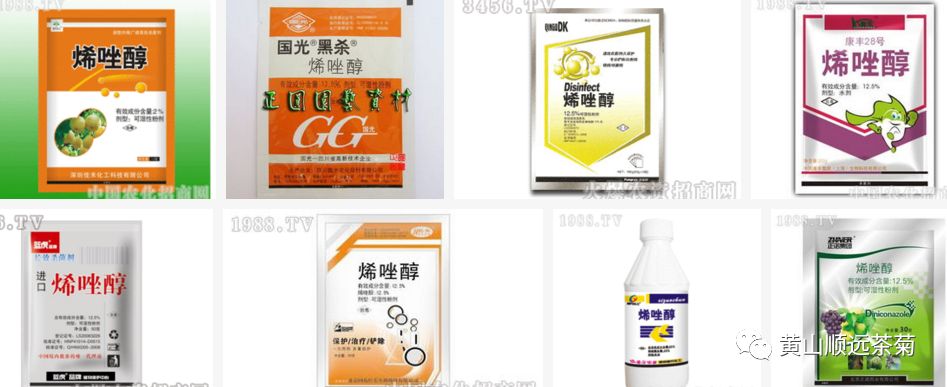 农业种植致富项目菊花种植_种植致富菊花农业项目介绍_菊花种植前景和利润