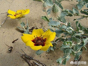 视频种植金樱子技术与管理_金樱子种植技术视频_人工种植金樱子经济效益视频