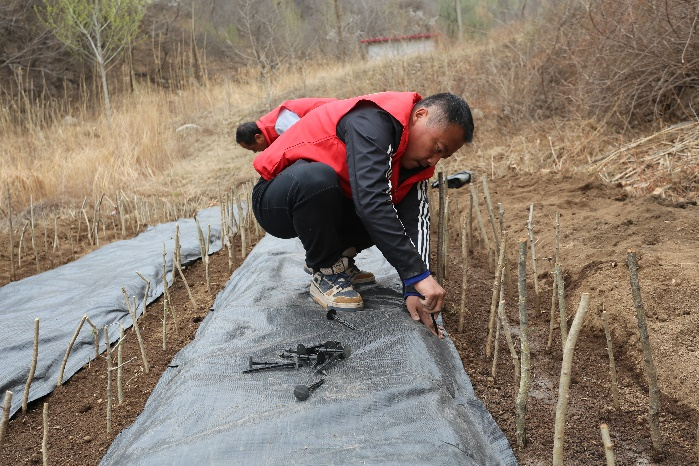 山楂树苗的种植方法_山楂树苗种植技术_山楂树种植视频