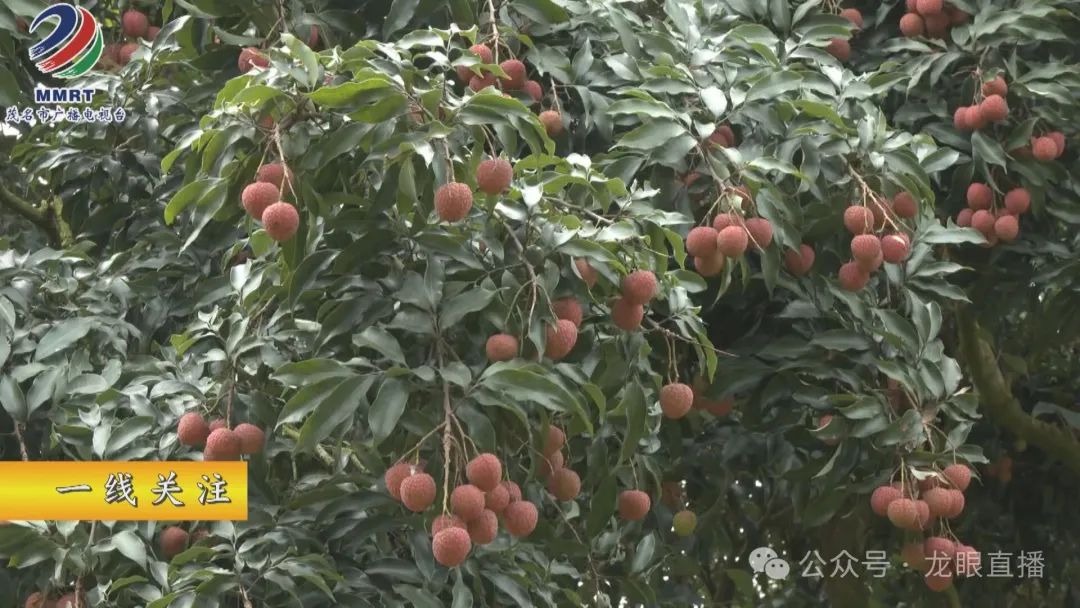 桂圆种植方法视频_桂圆的种植技术_桂圆种植技术视频