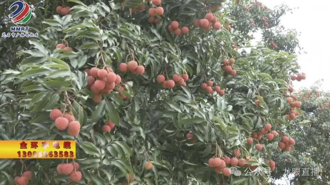 桂圆种植方法视频_桂圆种植技术视频_桂圆的种植技术