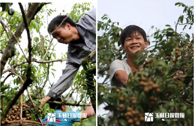 桂圆的种植技术_桂圆种植技术视频_桂圆种植方法视频