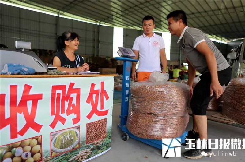 桂圆的种植技术_桂圆种植方法视频_桂圆种植技术视频