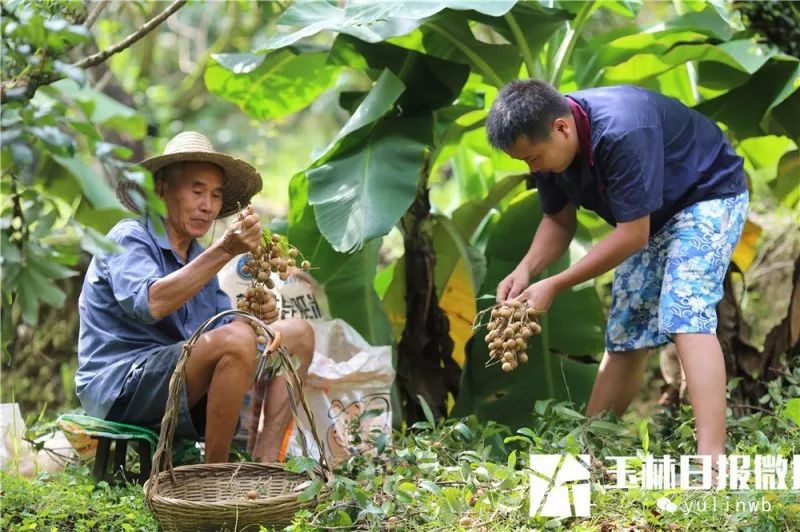 桂圆种植方法视频_桂圆种植技术视频_桂圆的种植技术