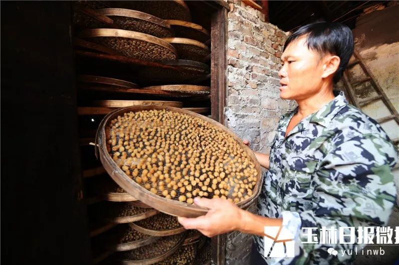 桂圆种植方法视频_桂圆的种植技术_桂圆种植技术视频