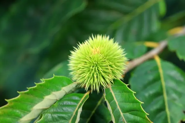 栗子种植方法_栗子种植技术要点_栗子种植技术