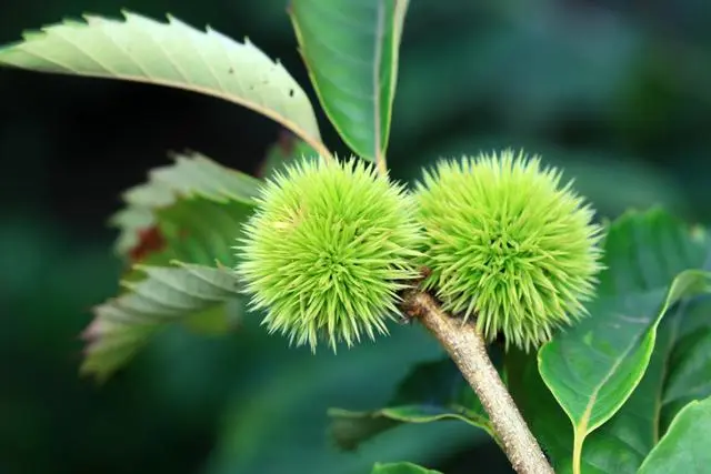 栗子种植方法_栗子种植技术要点_栗子种植技术