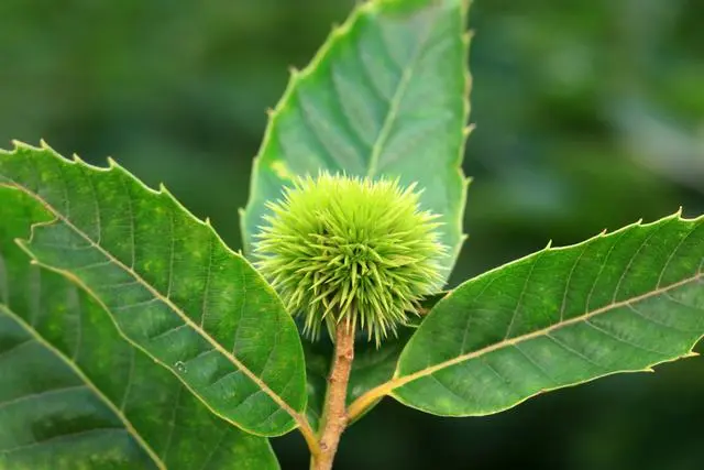 栗子种植方法_栗子种植技术_栗子种植技术要点