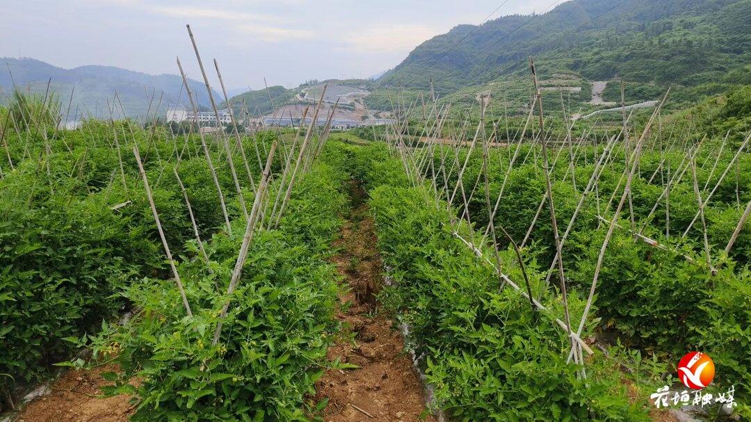 村民种植黑皮冬瓜致富_大棚樱桃种植成功致富案例_种植佛甲草致富吗