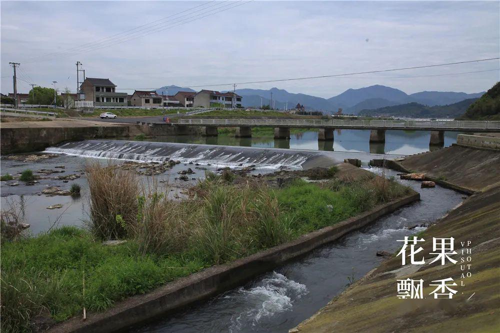 致富经浙江蓝莓_浙江蓝莓种植_致富经蓝莓