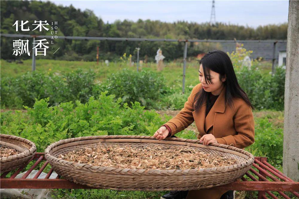 浙江蓝莓种植_致富经浙江蓝莓_致富经蓝莓