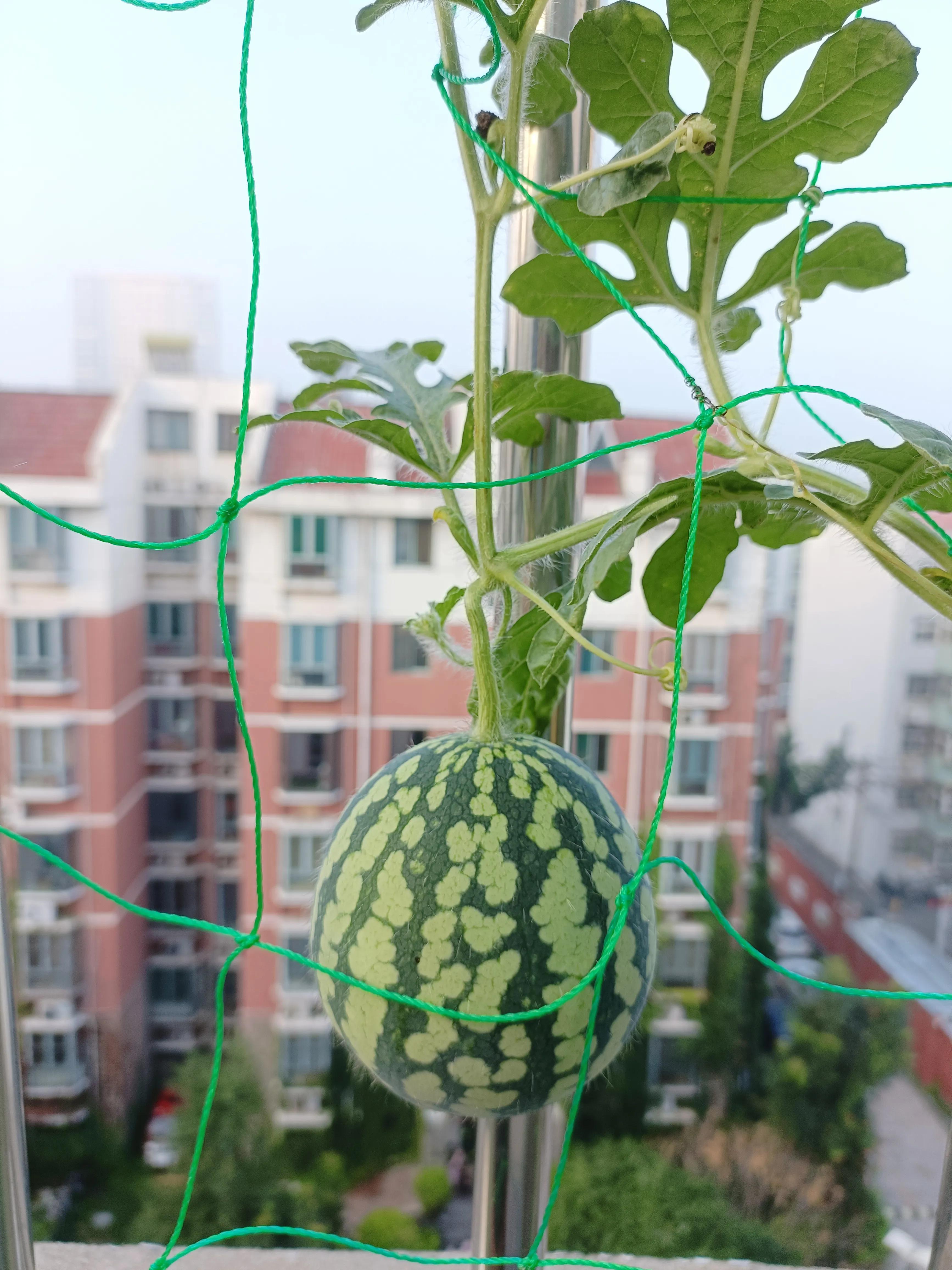 农村西瓜露地种植视频_视频西瓜种植露地技术教程_西瓜露地种植技术视频