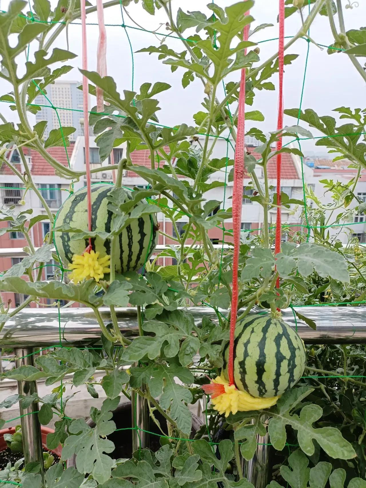 农村西瓜露地种植视频_西瓜露地种植技术视频_视频西瓜种植露地技术教程