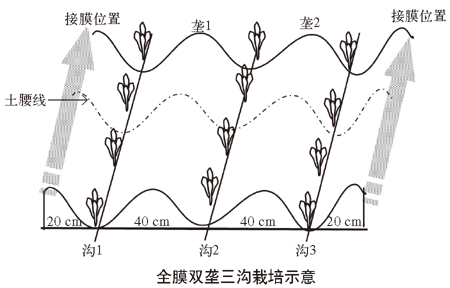 秋莴笋高产栽培技术视频_秋季莴笋种植技术视频_秋季莴笋种植方法