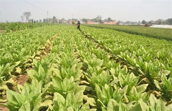 秋莴笋高产栽培技术视频_秋季莴笋种植技术视频_秋季莴笋栽培技术视频