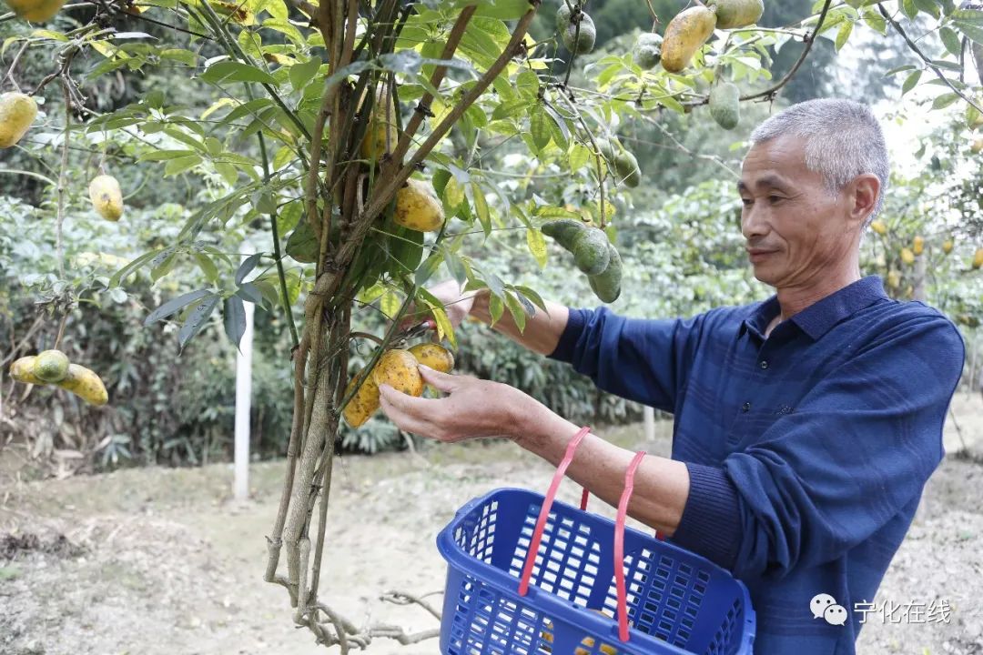 种植野果致富吗_致富种植野果的句子_致富种植野果图片