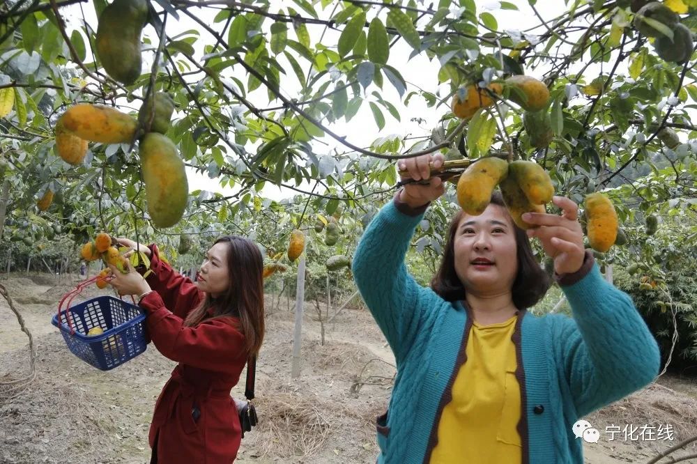 致富种植野果的句子_种植野果致富吗_致富种植野果图片