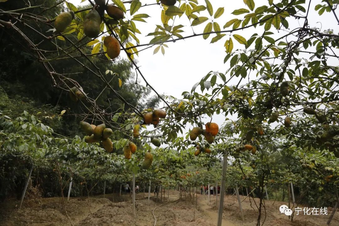 种植野果致富吗_致富种植野果的句子_致富种植野果图片