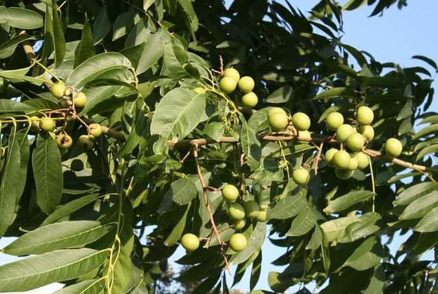 种植野果致富吗_种植野果前景如何_致富种植野果图片