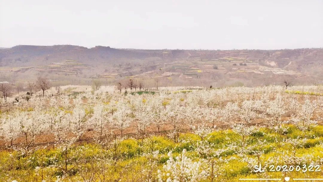 种植野果致富吗_种植野果前景如何_致富种植野果视频