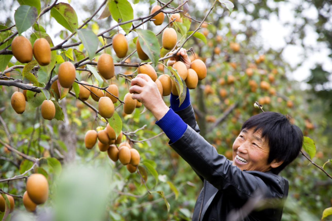 种植野果前景如何_种植野果致富吗_致富种植野果视频