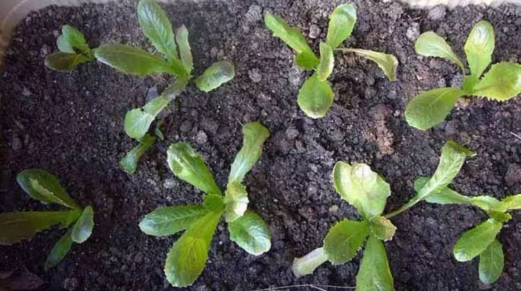 秋天种莴苣几月份比较好_秋季莴笋种植技术视频_秋季种植莴笋什么时候育苗