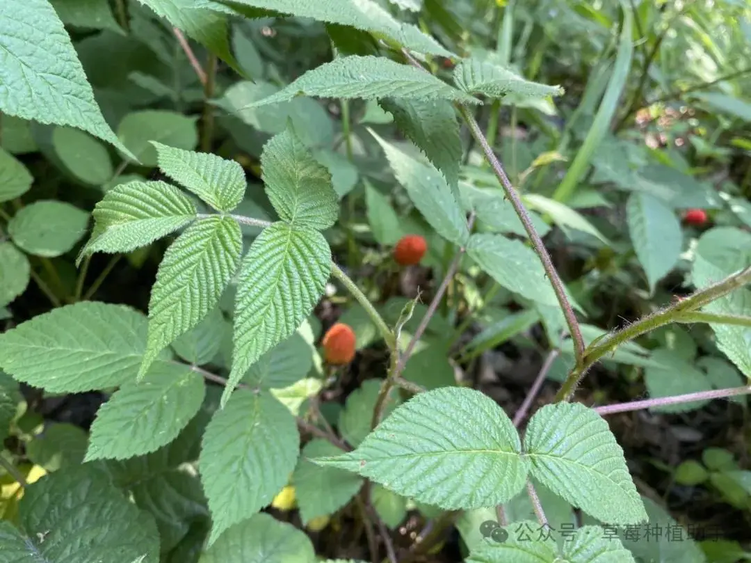 致富种植野果的句子_致富种植野果图片_种植野果致富吗