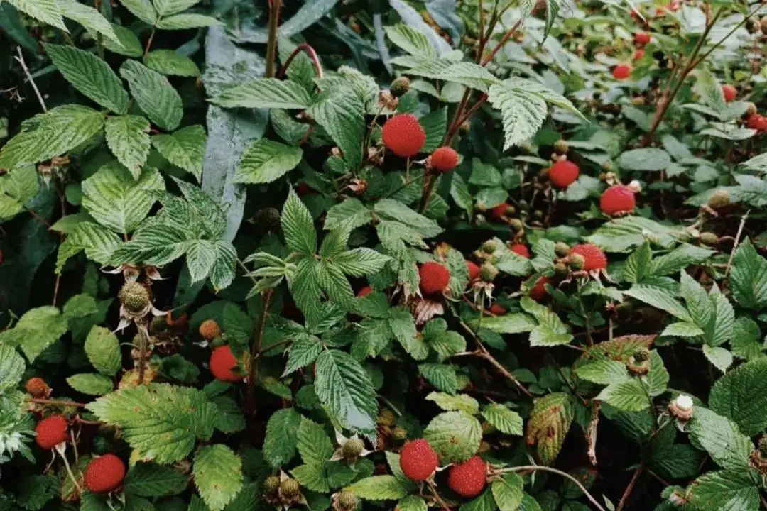 种植野果致富吗_致富种植野果图片_致富种植野果的句子