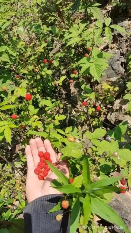 致富种植野果图片_种植野果致富吗_致富种植野果的句子